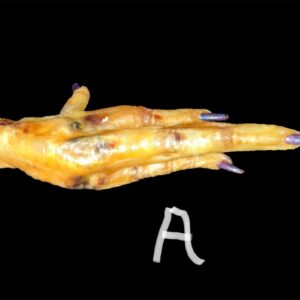 Blessed Chicken Foot w/ Haitian Oil